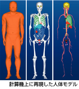 計算機上に再現した人体モデル